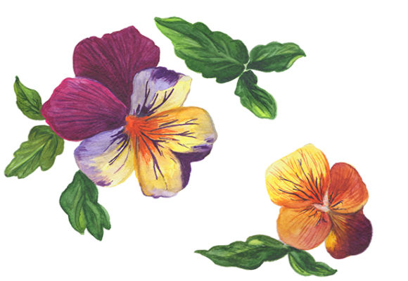 Download Wildflower Orange Viola Watercolor Set - Viola Collection