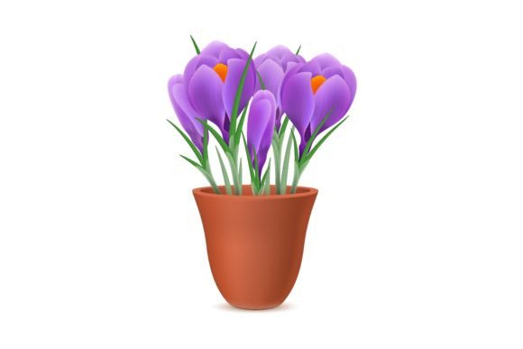 Download Beautiful Flowers in Pot. Violet Viola, - Viola Collection